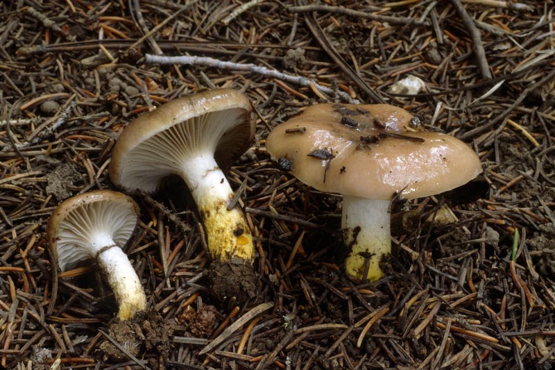 Gomphidius glutinosus